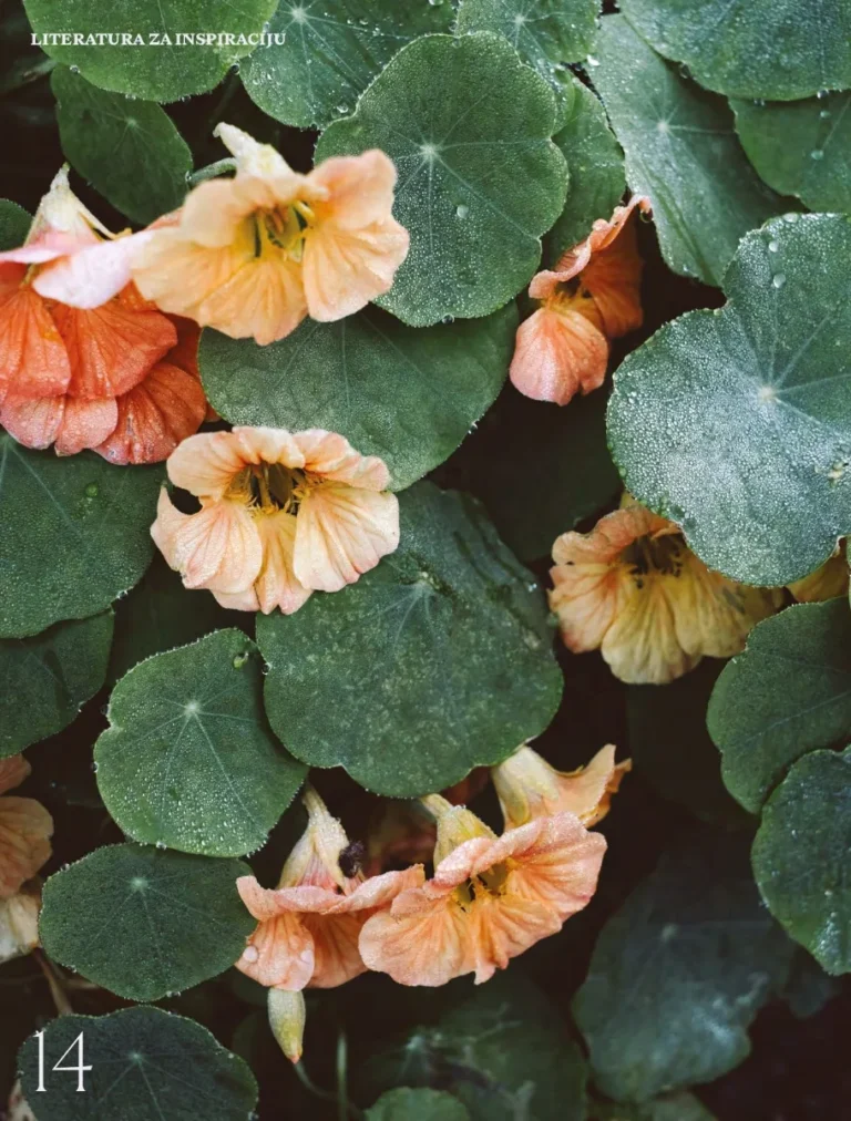 Vert Magazin – Život u zelenom - Broj 1, jesen 2024